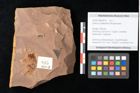 Foto (Objekt + Etikett) von Quercus palaeoilex Ettingshausen (NHMW-GEO-2024-0188-0815)